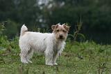 JACK RUSSEL 222